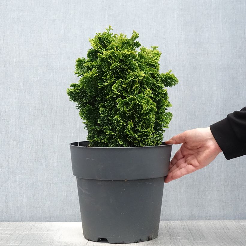 Exemplar von Chamaecyparis obtusa Aurea - Faux cyprès hinoki du Japon                      Pot de 12L/15L, Tige de 60 cm wie im Frühjahr geliefert