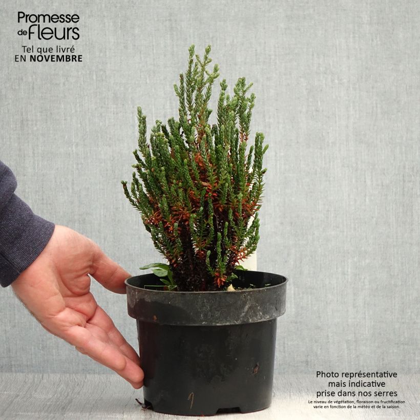 Exemplar von Chamaecyparis thyoides Blue Rock wie im Herbst geliefert