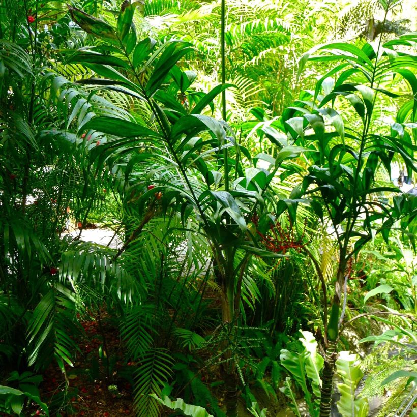 Chamaedorea klotzschiana - Klotzschs Bergpalme (Hafen)