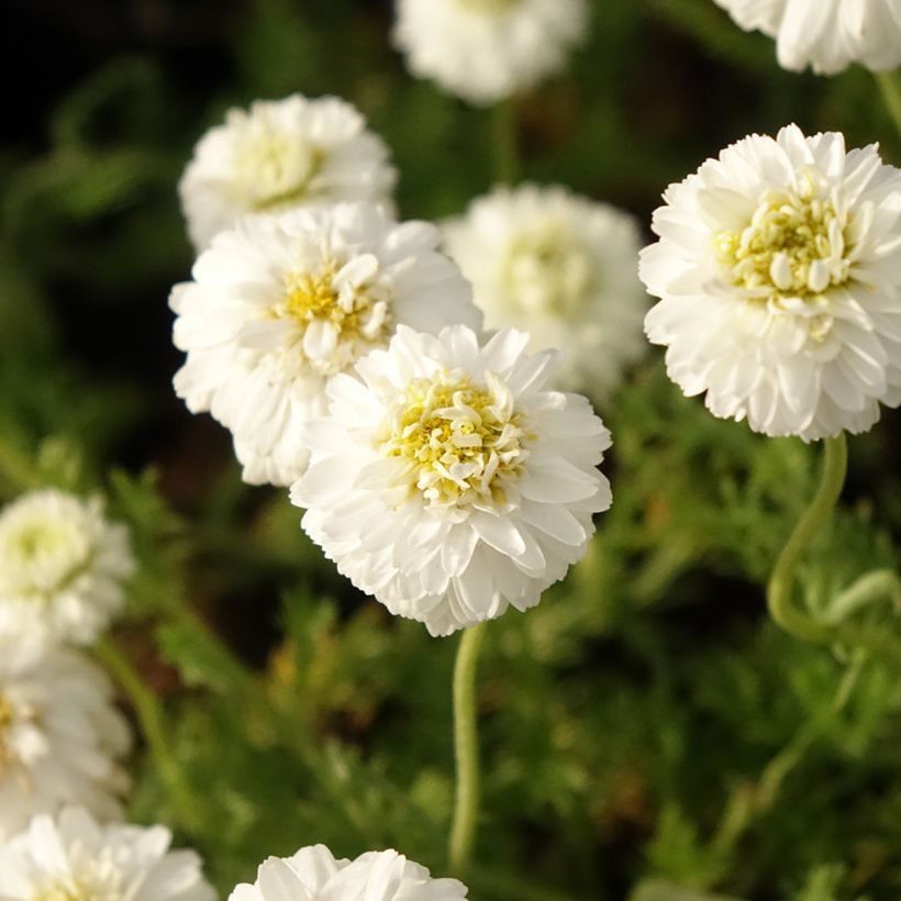 Chamaemelum nobile Flore Pleno - Römische Hundskamille (Blüte)