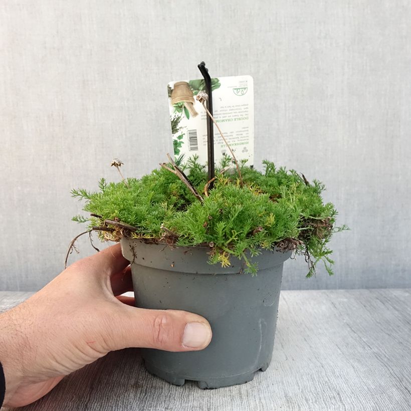 Exemplar von Chamaemelum nobile Flore Pleno pot de 1.5L/2L wie im Herbst geliefert