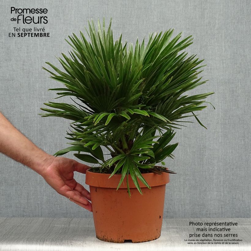 Exemplar von Chamaerops humilis Vulcano - Palmier nain en pot de 7 litres wie im Herbst geliefert