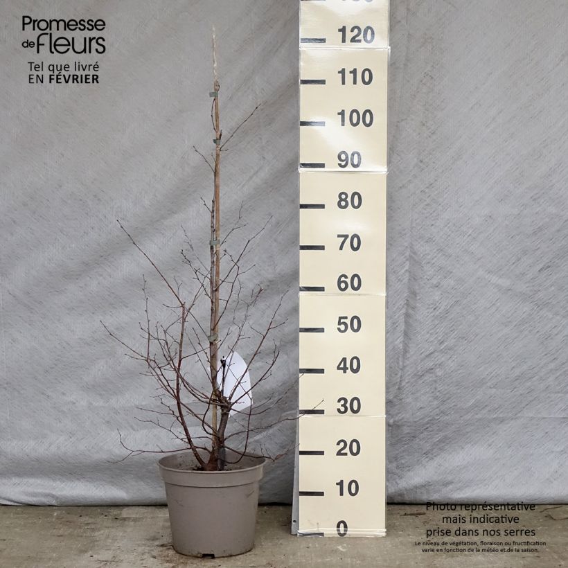 Exemplar von Charme houblon - Ostrya carpinifolia Pot de 7,5L/10L wie im Winter geliefert