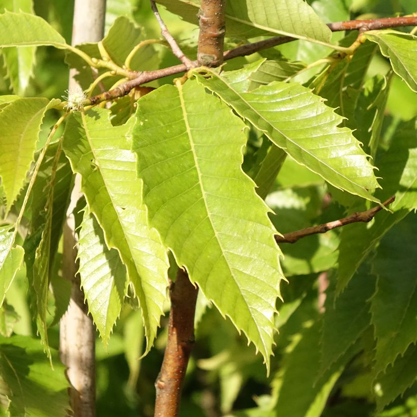 Esskastanie Marigoule - Castanea sativa (Laub)