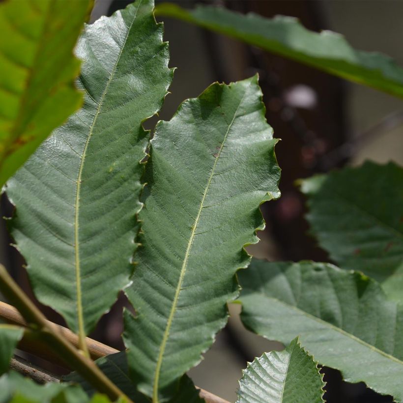 Esskastanie Marron de Lyon - Castanea sativa (Laub)