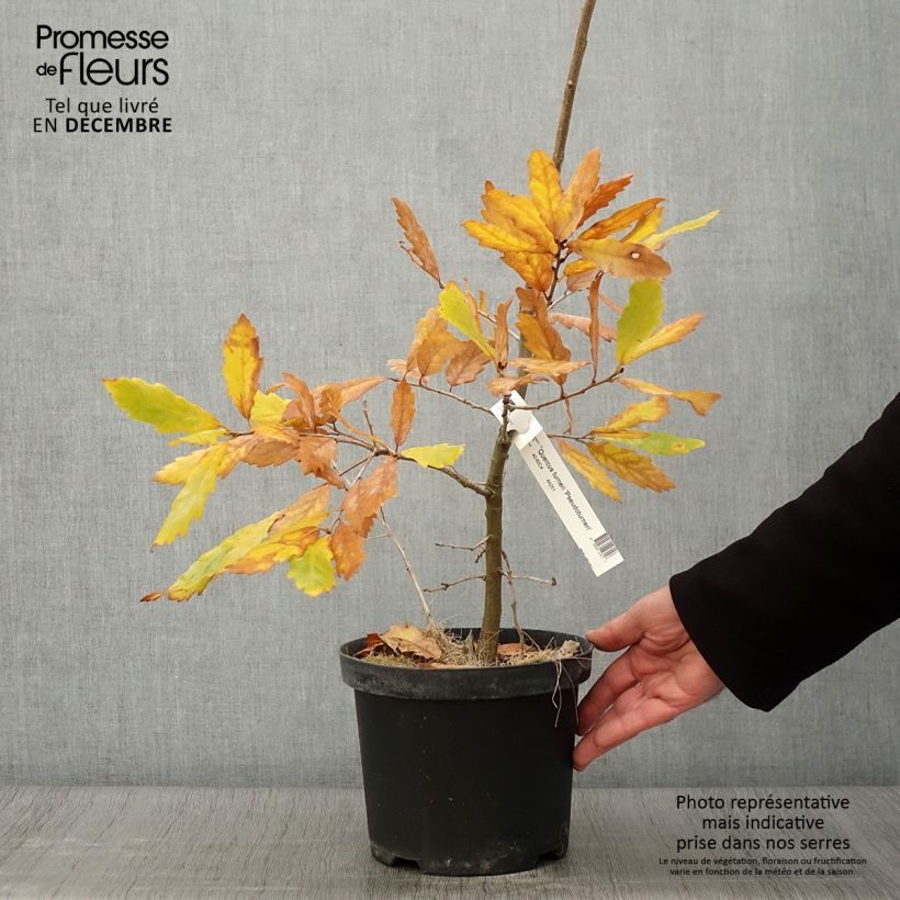 Exemplar von Chêne de Turner - Quercus turneri pseudoturneri Pot de 4L/5L wie im Herbst geliefert