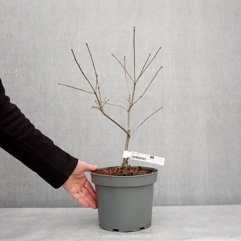 Exemplar von Quercus palustris Isabel - Sumpf-Eiche Topf mit 4L/5L wie im Winter geliefert