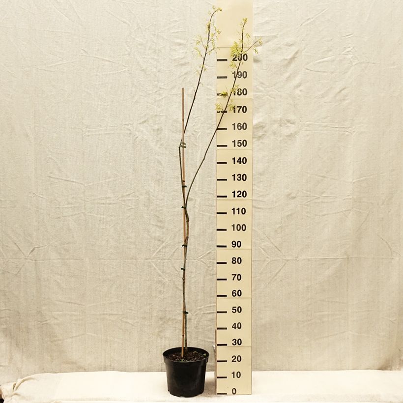 Exemplar von Quercus palustris Betty Jean - Sumpf-Eiche Topf mit 7,5L/10LGelieferte Höhe ca. 100/120cm wie im Frühjahr geliefert