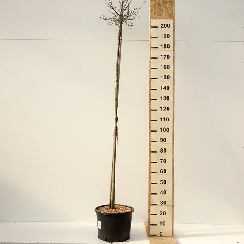 Exemplar von Quercus palustris Green Dwarf - Sumpf-Eiche Topf mit 18L/20LGelieferte Höhe ca. 150/200cm wie im Winter geliefert