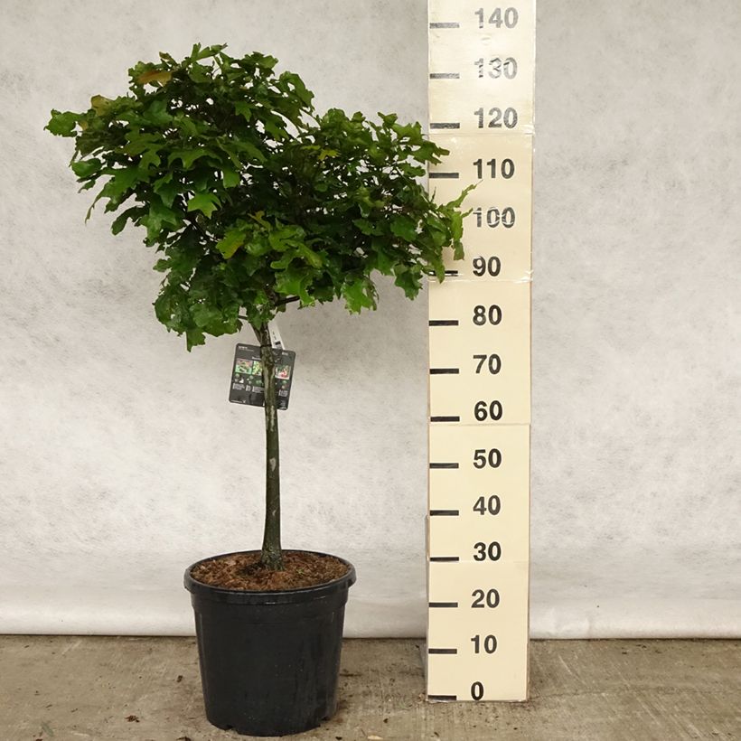 Exemplar von Quercus palustris Green Dwarf - Sumpf-Eiche Topf mit 18L/20LGelieferte Höhe ca. 60/80cm wie im Frühjahr geliefert