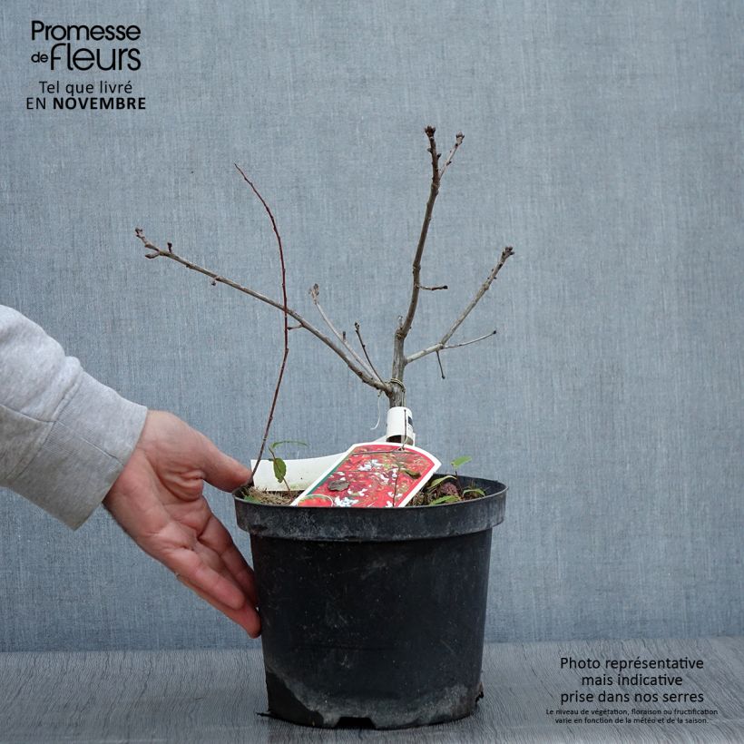 Exemplar von Chêne écarlate - Quercus coccinea Splendens Pot de 4L/5L wie im Herbst geliefert