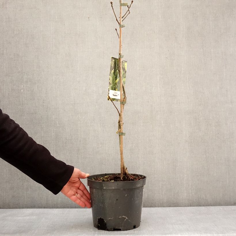 Exemplar von Quercus robur Monument - Stiel-Eiche Topf mit 4L/5LGelieferte Höhe ca. 60/80cm wie im Winter geliefert