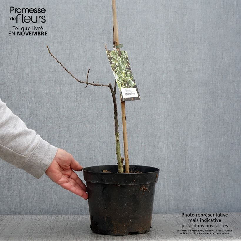 Exemplar von Chêne pédonculé - Quercus robur Argenteomarginata - Pot de 4L/5L wie im Herbst geliefert