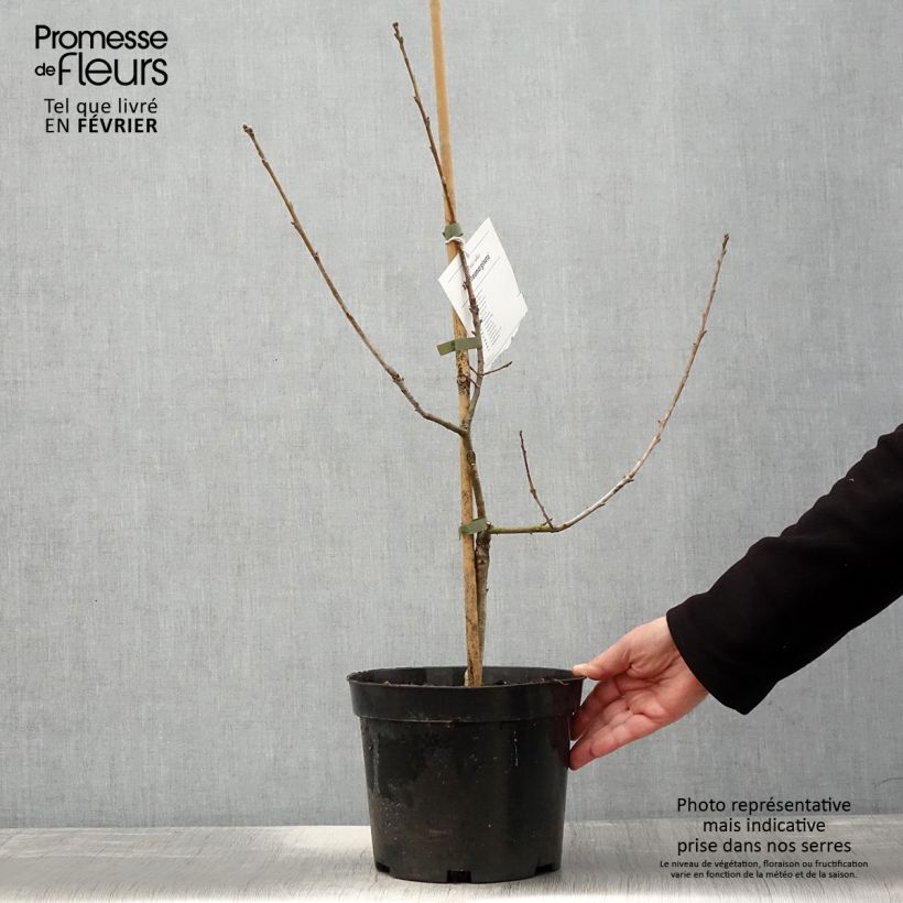 Exemplar von Chêne pédonculé - Quercus robur Argenteomarginata - Pot de 4L/5L wie im Winter geliefert