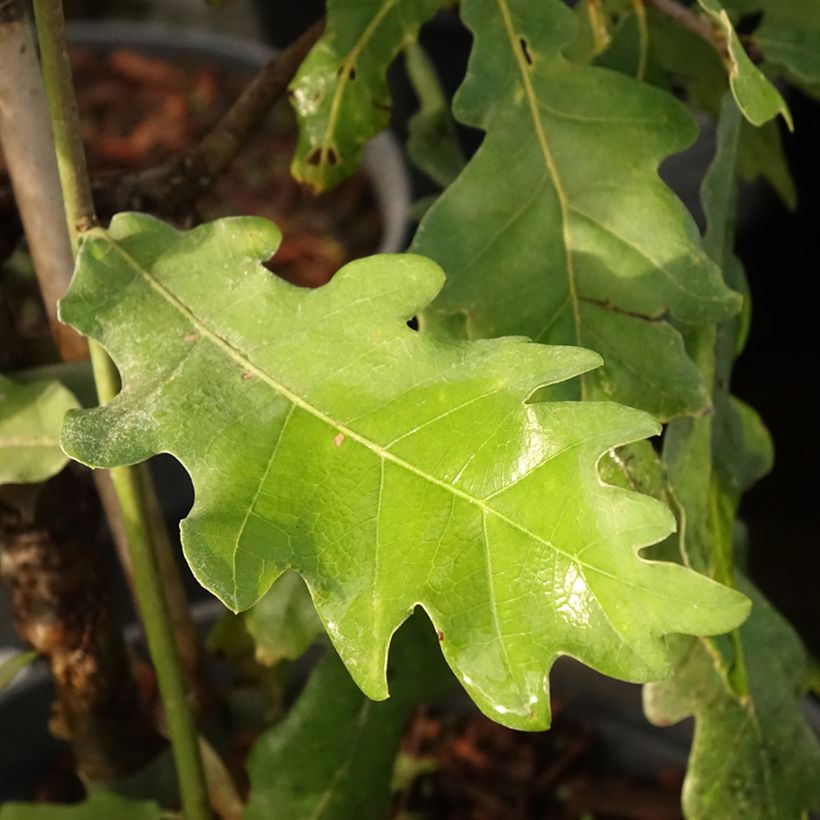 Quercus robur Jan Zamoyski - Stiel-Eiche (Laub)