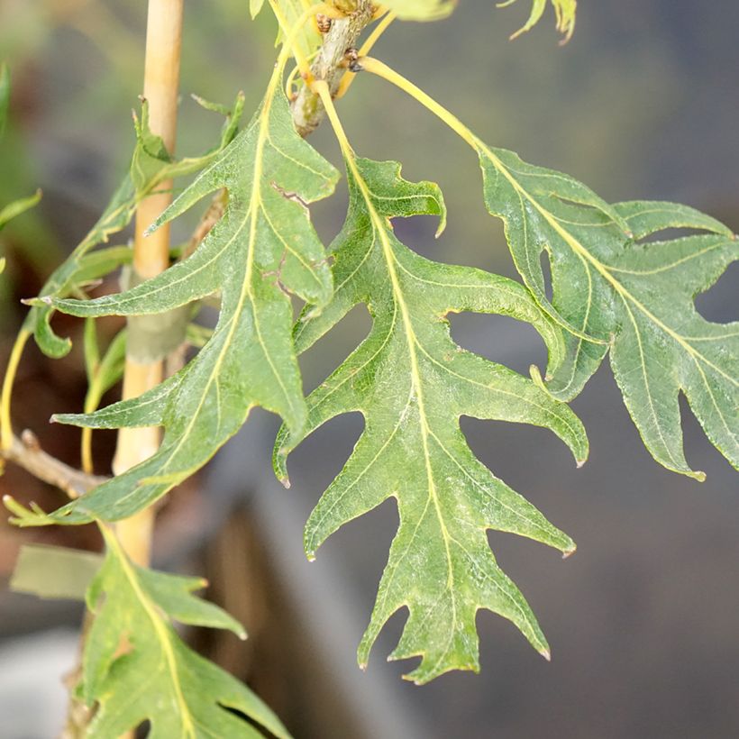 Quercus robur Miky - Stiel-Eiche (Laub)