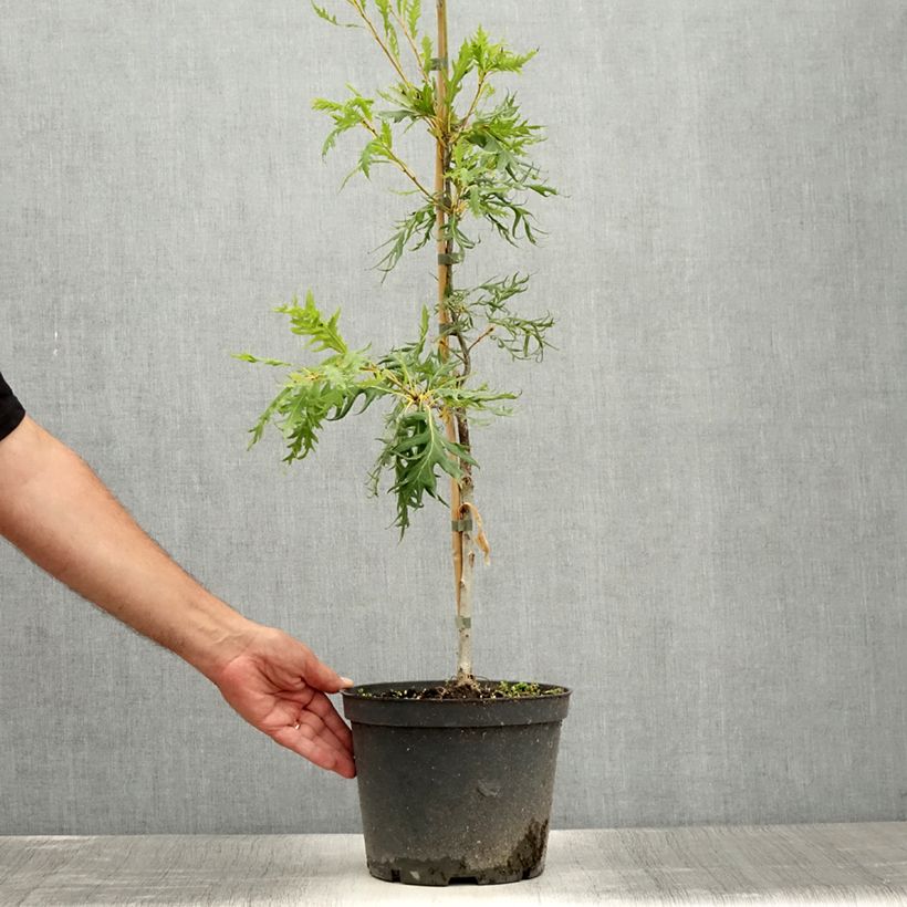 Exemplar von Chêne pédonculé - Quercus robur Miky - Pot de 4L/5L wie im Sommer geliefert