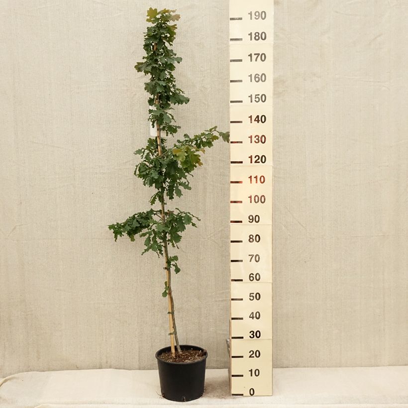 Exemplar von Quercus robur - Stiel-Eiche Topf mit 7,5L/10LGelieferte Höhe ca. 125/150cm wie im Frühjahr geliefert