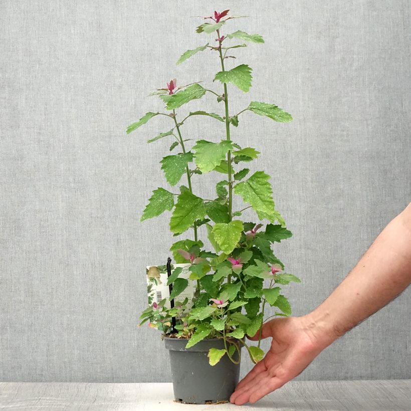 Exemplar von Chénopode géant - Chenopodium giganteum Pot de 1,5L/2L wie im Sommer geliefert