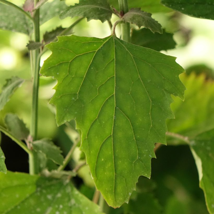 Spinatbaum - Chenopodium giganteum (Laub)