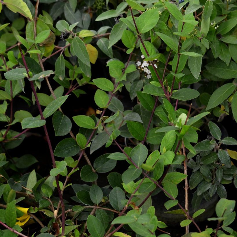 Lonicera fragrantissima - Wohlriechende Heckenkirsche (Laub)