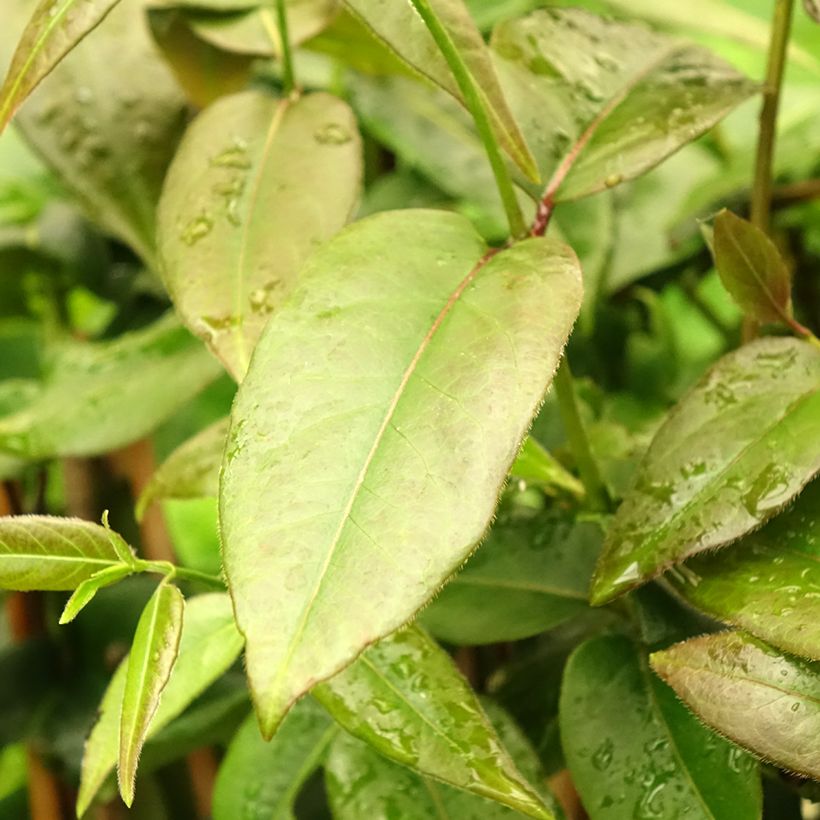 Lonicera henryi Copper Beauty - Immergrünes Geißblatt (Laub)