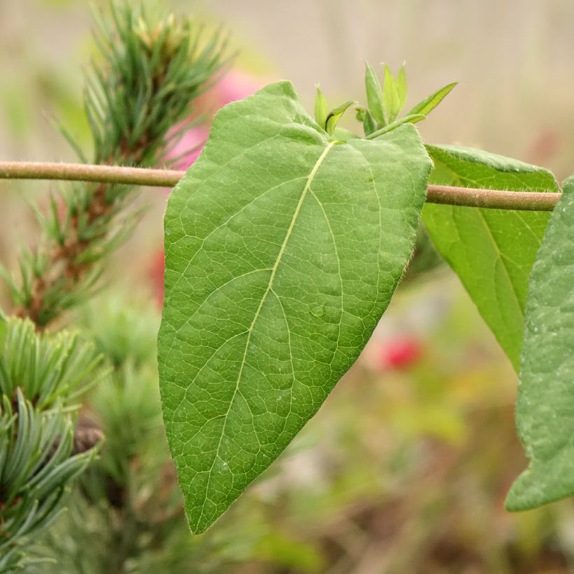 Lonicera henryi Caprilia Ever - Immergrünes Geißblatt (Laub)