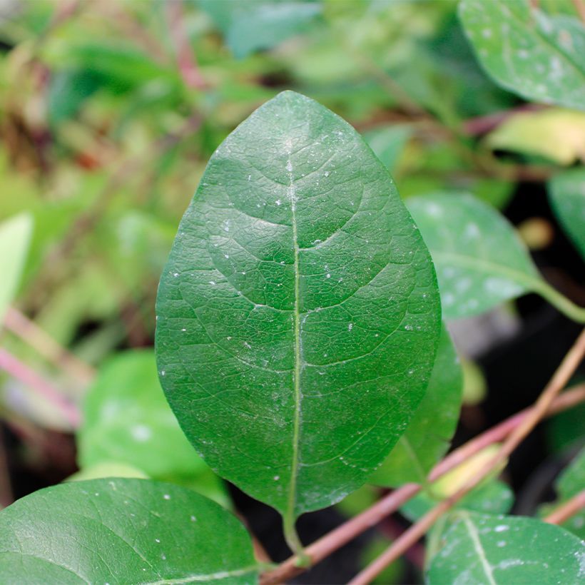 Lonicera periclymenum Serotina - Wald-Geißschlinge (Laub)