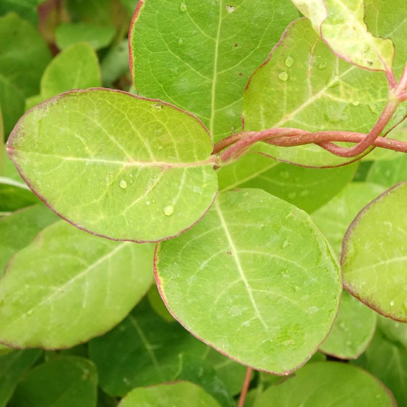 Lonicera brownii Dropmore Scarlet - Rote Geißschlinge (Laub)