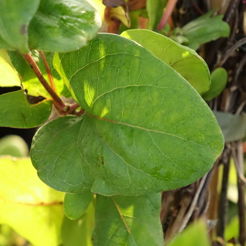 Lonicera japonica Dart's world - Japanisches Geißblatt (Laub)