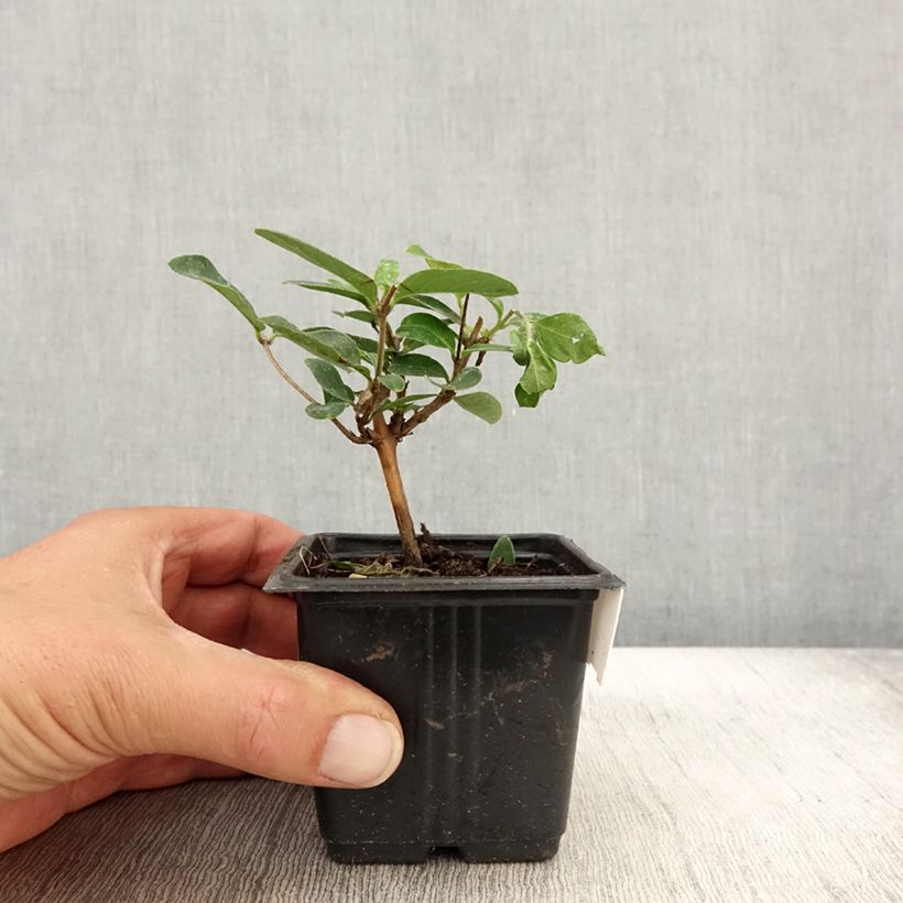 Exemplar von Chèvrefeuille du japon - Lonicera japonica Hall's Prolific en godet de 9cm wie im Herbst geliefert