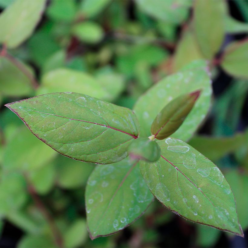 Lonicera japonica Sinensis - Japanisches Geißblatt (Laub)