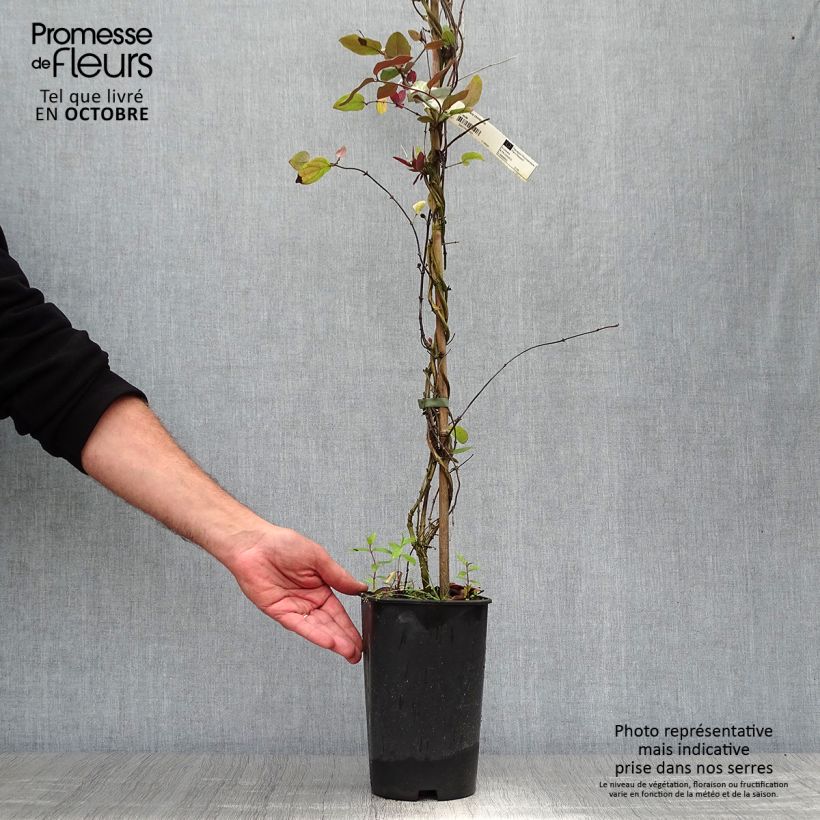 Exemplar von Chèvrefeuille du Japon - Lonicera japonica Sinensis Pot de 2L/3L wie im Herbst geliefert