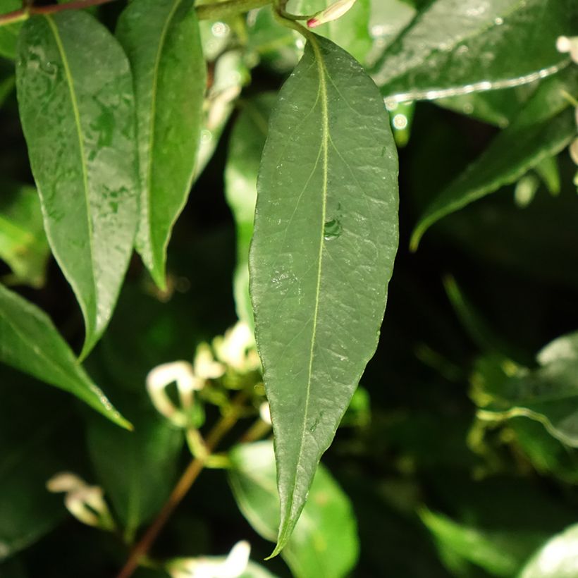 Lonicera henryi Marinella - Immergrünes Geißblatt (Laub)