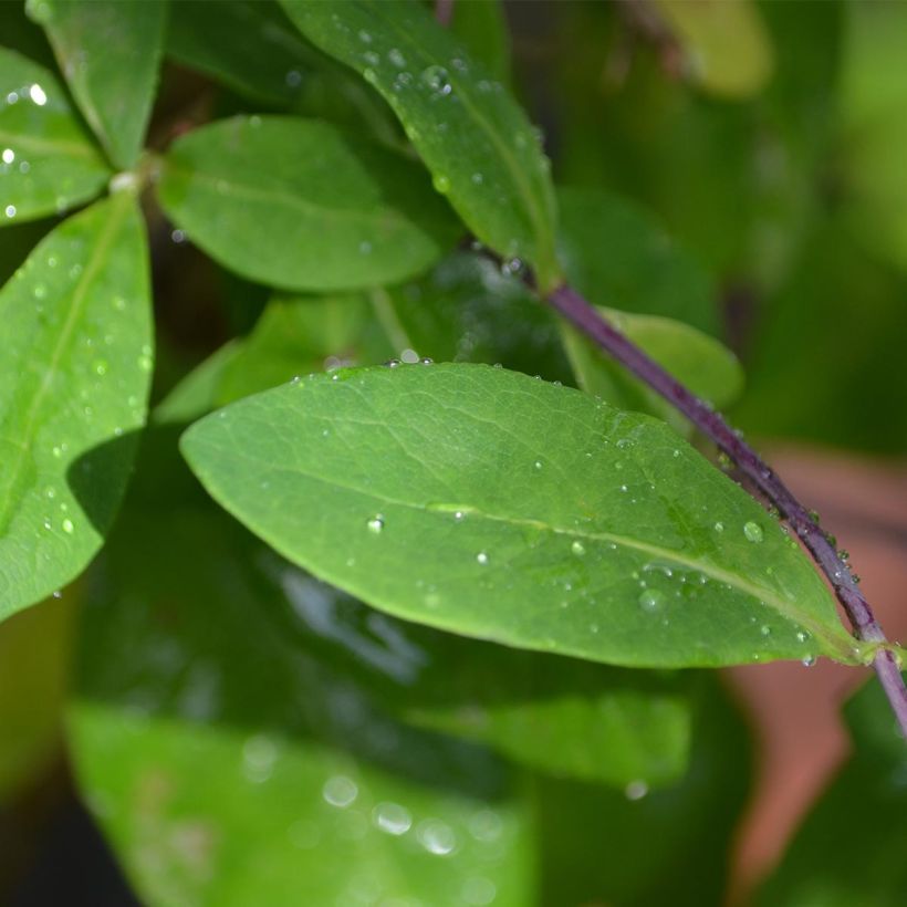 Lonicera periclymenum Caprilia Impérial - Wald-Geißschlinge (Laub)