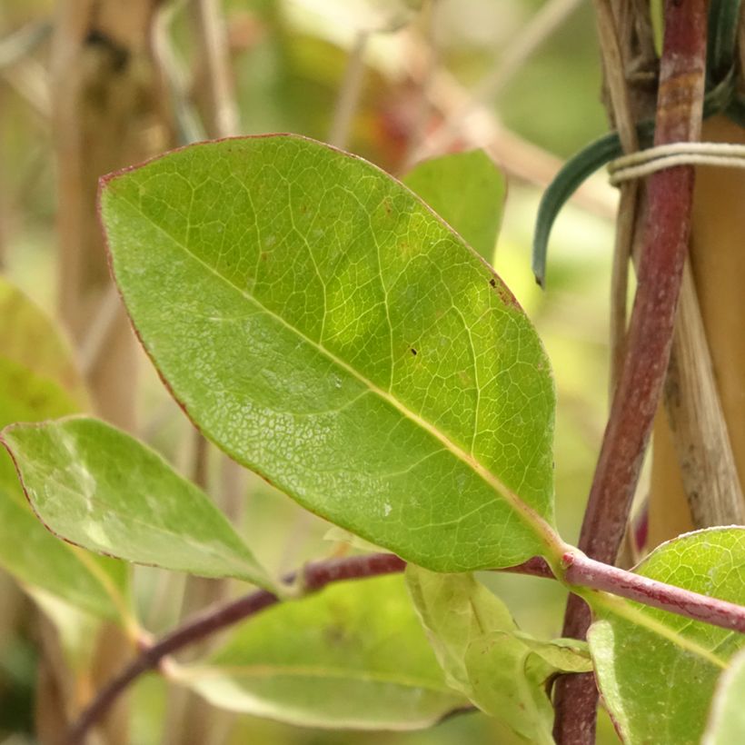 Lonicera heckrottii - Feuer-Geißblatt (Laub)