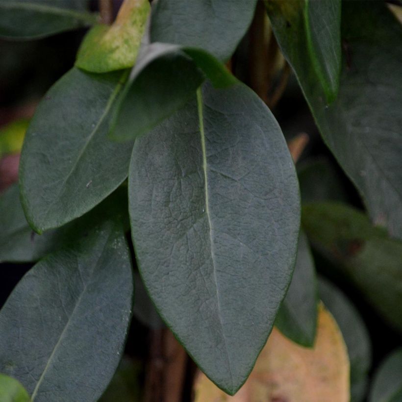 Lonicera periclymenum Scentsation - Wald-Geißschlinge (Laub)