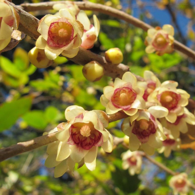 Chimonanthus praecox - Winterblume (Blüte)