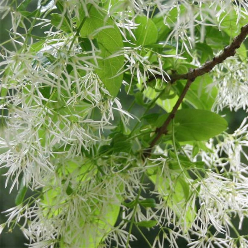 Chionanthus virginicus - Virginischer Schneeflockenstrauch (Blüte)