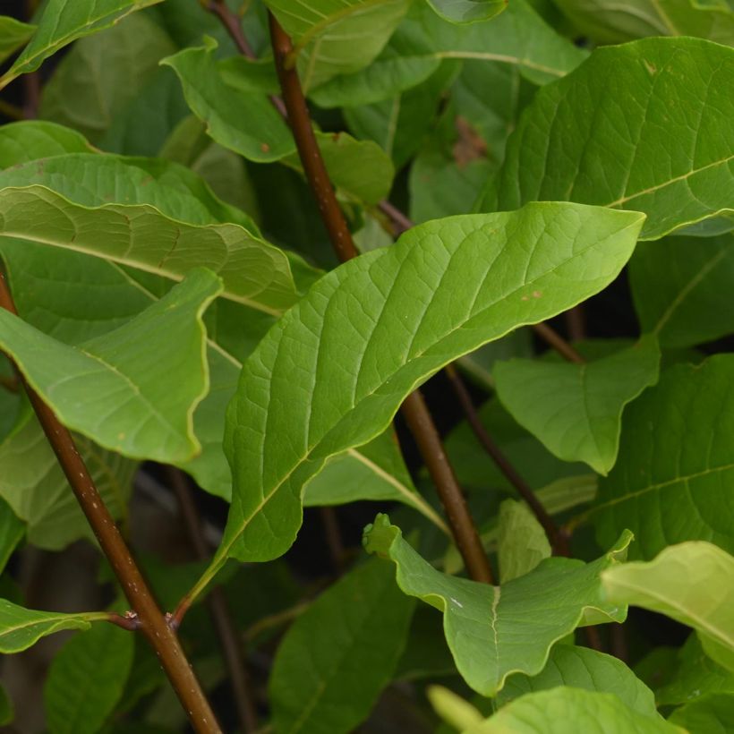 Chionanthus virginicus - Virginischer Schneeflockenstrauch (Laub)