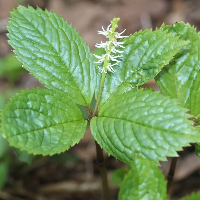 Chloranthus japonicus (Blüte)