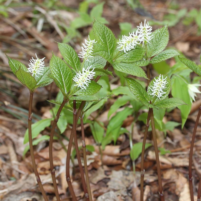 Chloranthus japonicus (Hafen)