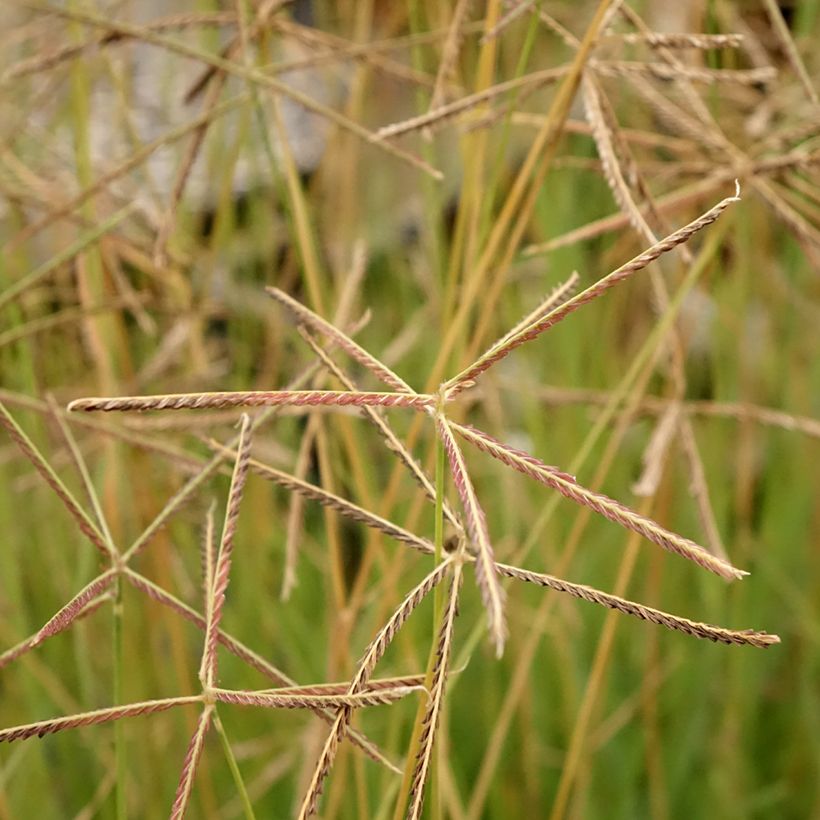 Chloris virgata (Blüte)