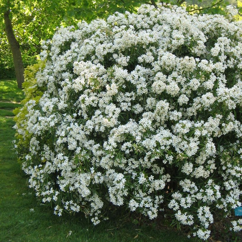 Orangenblume Aztec Pearl - Choisya ternata (Hafen)