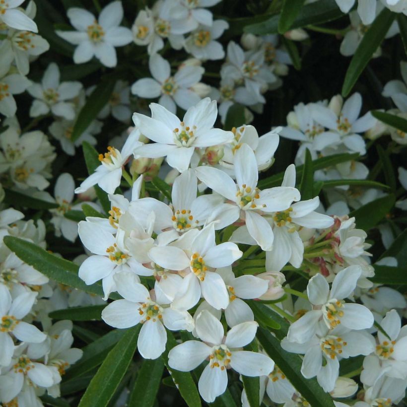 Orangenblume Aztec Pearl - Choisya ternata (Blüte)