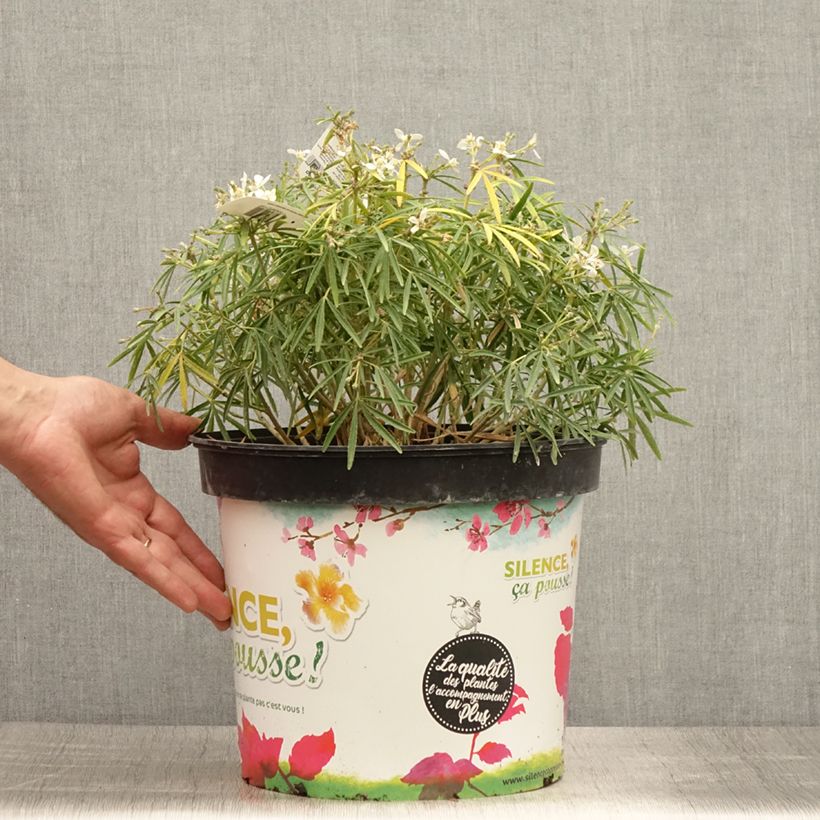 Exemplar von Choisya Little Bee - Oranger du Mexique Pot de 4L/5L wie im Sommer geliefert