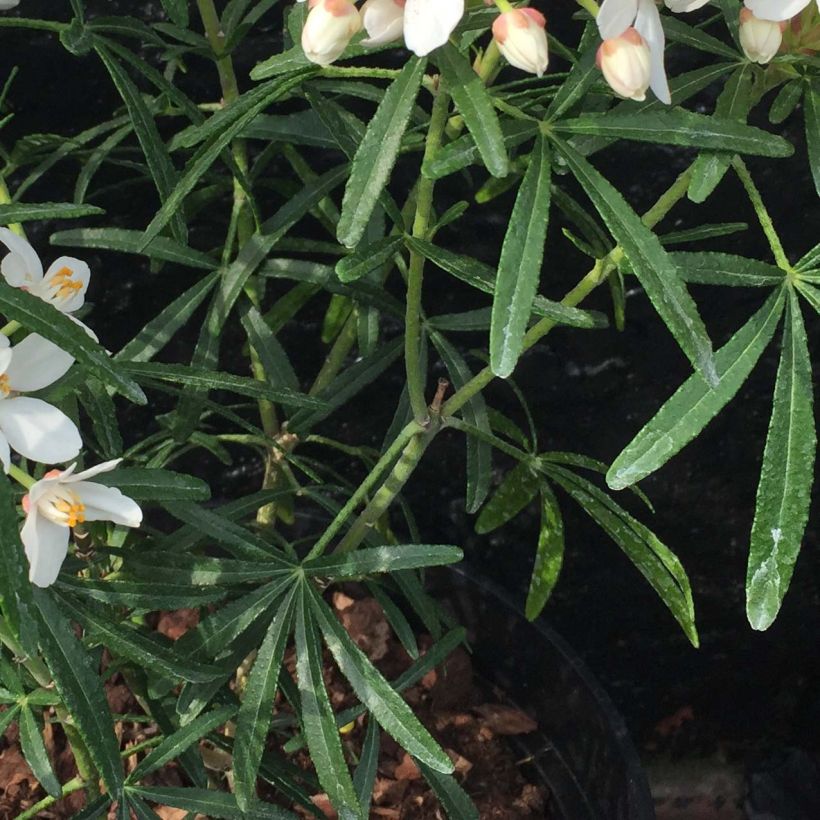 Orangenblume Scented Gem - Choisya ternata (Laub)