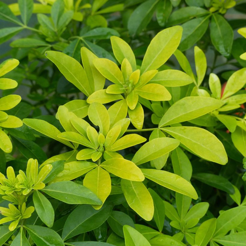 Orangenblume Sundance - Choisya ternata (Laub)