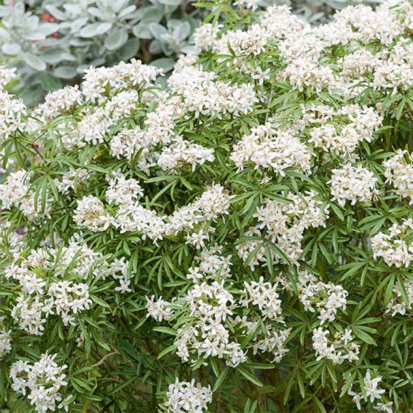 Orangenblume White Dazzler - Choisya ternata (Blüte)