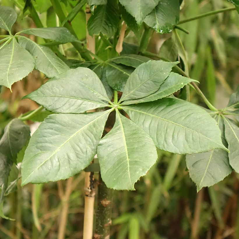 Ceiba speciosa - Florettseidenbaum (Laub)